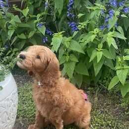 Goldendoodles from Paradise Ranch Puppies