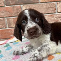 Voyageur - Liver white and roan male English Springer Spaniel puppy in Pensacola, Florida from LeichtHouse Kennel