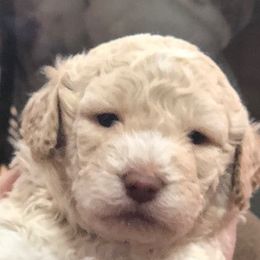 Lagotti Romagnoli from Lakeside Lagotto