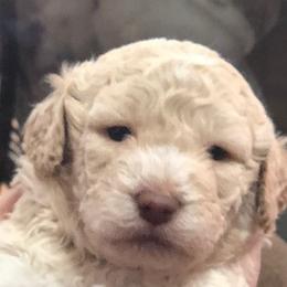 Lagotti Romagnoli from Lakeside Lagotto