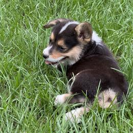 Pembroke Welsh Corgi Puppies from Sherwood Acres Pembrokes