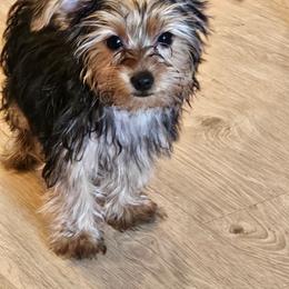 Rascal - Black and tan male Yorkshire Terrier puppy in West Plains, Missouri from Brinkley Yorkies