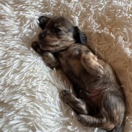Bo Junior- very mellow - male Dachshund puppy in Elizabeth, Colorado from Wieners are Wonderful