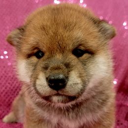Abel - Sesame male Shiba Inu puppy in Milton, Florida from Moonlight Shibas