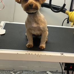 Maci - Gold female Yorkshire Terrier puppy in Coeburn, Virginia from Southern Sweetheart Kennels