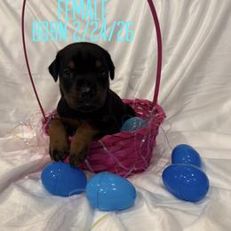 Granny - Black and rust female Doberman Pinscher puppy in Wellington, Ohio from Jossie J's Dobermans