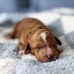 Candle Light - Red  female Goldendoodle puppy in Russell Springs, Kentucky from Milk & Honey Doodles