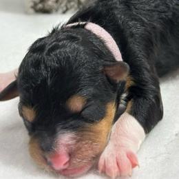 Puppy 3 - Tri-color female Bernedoodle puppy in Leesport, Pennsylvania from Bechtel’s Tiny Bernadoodles