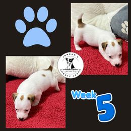 Crawford - Brown and white male Jack Russell Terrier puppy in Cleburne, Texas from Jordan's Shorty Jacks