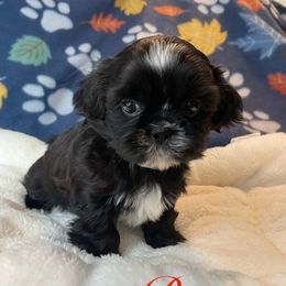 Benny - Black and white male Shih Tzu puppy in Hemet, California from Aloha Shih Tzu