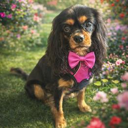 AKC Luci-Monet - Cavalier King Charles Spaniel