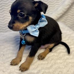 Prague Ratter Puppies from North Star Gem’s Prague Ratters