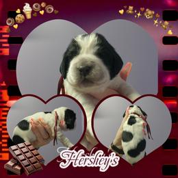 Hershey's - Black and white female English Springer Spaniel puppy in Westover, Maryland from Sterling's springer Haven