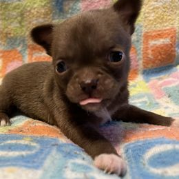 Diamond - Chocolate and white female Chihuahua puppy in Hampton, Virginia from Chilove Chihuahuas