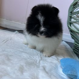 Pomeranian Puppies from Divine Poms