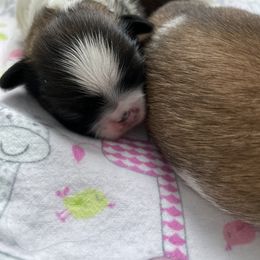 Pekingese Puppies from Della Serra Pekingese