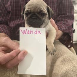 Wanda - Fawn female Pug puppy in Lexington, Alabama from Cook Grandy