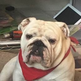 Bulldogs from Sochabull