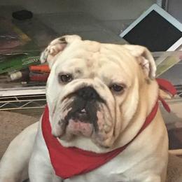 Bulldogs from Sochabull