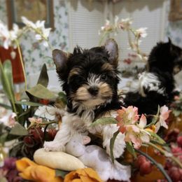 Biewer Terrier Puppies from Butterfly Biewers