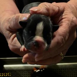 Boy 2 - Black and white male Boston Terrier puppy in Covington, Georgia from Tuxedo Bostons of Atlanta