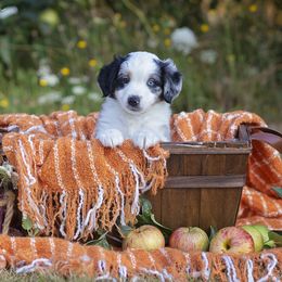 Miniature American Shepherd Puppies from Lone Pine Miniature American Shepherds