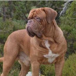 Dogue de Bordeaux All Grown Up from Theresea Martin