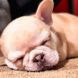 Fendi - Fawn and white female French Bulldog puppy in Saint Augusta, Minnesota from Phillips Frenchies