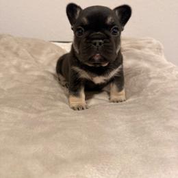 Bruce - Tricolors male French Bulldog puppy in Neosho, Missouri from K2S Frenchies