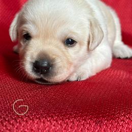 Girl 5 - Yellow female Labrador Retriever puppy in Vero Beach, Florida from Southern Sunshine Labradors
