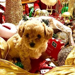 Bell - Brown Cavapoo puppy in Dallas /Ft. Worth, Texas from Dallas Designer Dogs