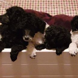 Poodles from Artista Poodles