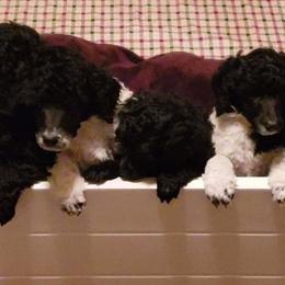 Poodles from Artista Poodles