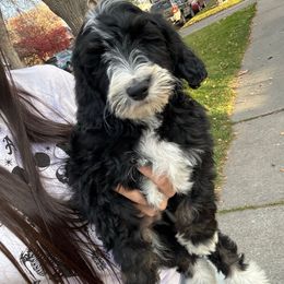 Topaz - Tri-color male Bernedoodle puppy in Horseshoe Bend, Idaho from Over the Moon Poodles and Doodles