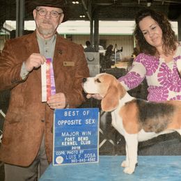 Margie - Beagle