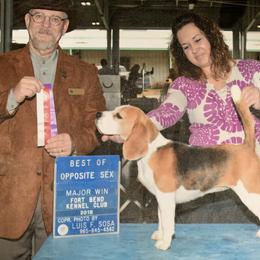 Margie - Beagle