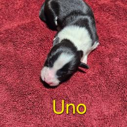 Uno - Black and white female Border Collie puppy in Goldsboro, North Carolina from J & S Borders