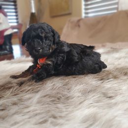 Poodle Puppies from Sweetie Pie Poodles