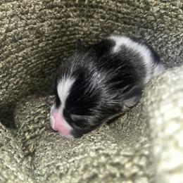 Pembroke Welsh Corgi Puppies from Wesley Morris