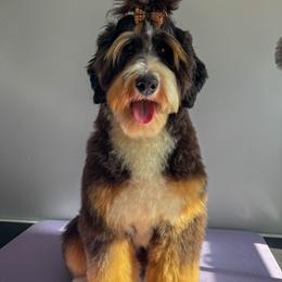 Willow Mae - Bernedoodle