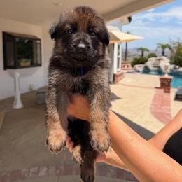 Sapphire - Black and tan male German Shepherd puppy in Anaheim, California from Hanan Hanna