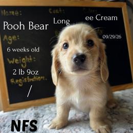 Pooh - Cream male Dachshund puppy in Hoquiam, Washington from Heyd's Mini Dachshunds