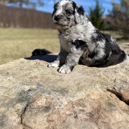 Aussiedoodle, Bernedoodle, and Goldendoodle Puppies from Elle and Oak Farms