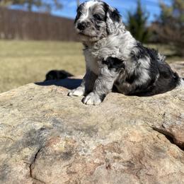 Aussiedoodle, Bernedoodle, and Goldendoodle Puppies from Elle and Oak Farms