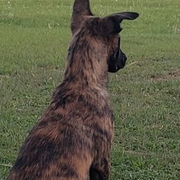 Dutch Shepherd Puppies from MAC K9 Dutch Shepherds