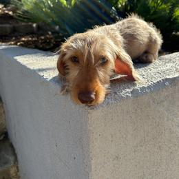 Duke - Red male Dachshund puppy in Norco, California from Norco dachshunds