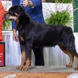 Rottweilers from Black Onyx Rottweilers