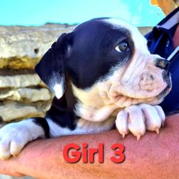 Girl 3 - Black and white female Olde English Bulldogge puppy in Lebanon, Tennessee from Old Hickory Farm Bulldogges