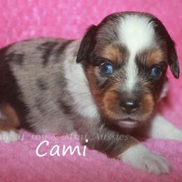 Cami - Blue merle female Toy Australian Shepherd puppy in Godley, Texas from Flying H Toy and Mini Aussies
