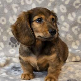 Caspian - Red male Dachshund puppy in Tonopah, Arizona from Desert Diamond Dachshunds